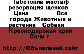 Тибетский мастиф резервация щенков › Цена ­ 100 000 - Все города Животные и растения » Собаки   . Краснодарский край,Сочи г.